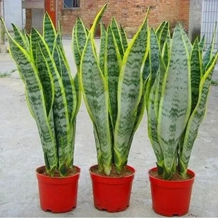 新沂市虎皮兰  金边兰吸甲醛植物  一盆3棵 带盆带土发货