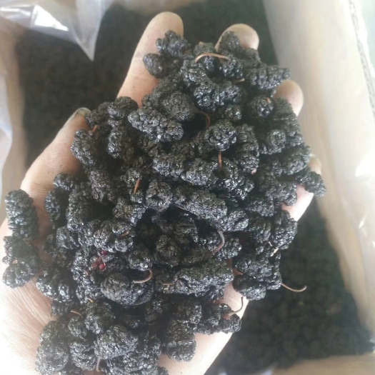沧县桑椹干零食 药材用
