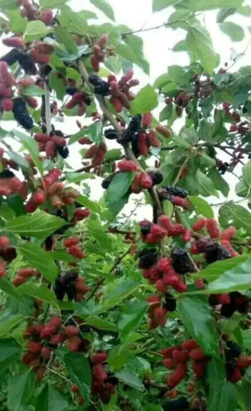 灵山县长果桑苗