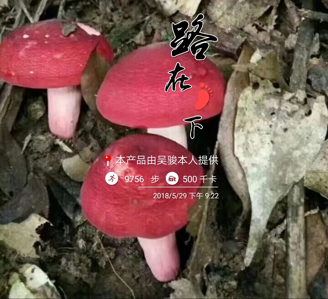 红菇 干货 野生 已开伞