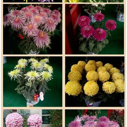 沭阳县秋菊 