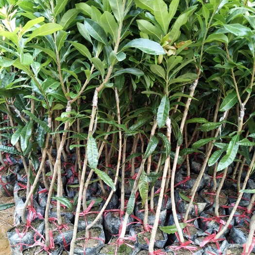灵山县妃子笑荔枝 1cm 