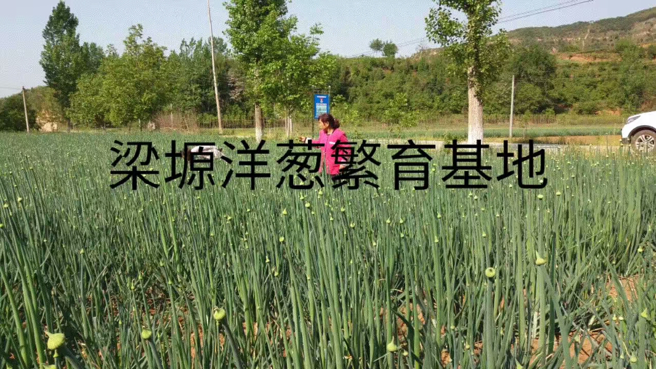 洛南县葱仔 