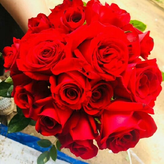 红玫瑰 卡罗拉  法兰西  大量上市   量大优惠