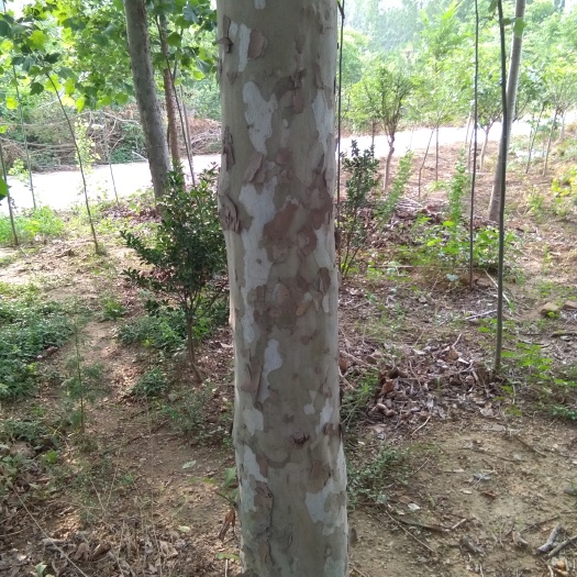 泰安速生法桐