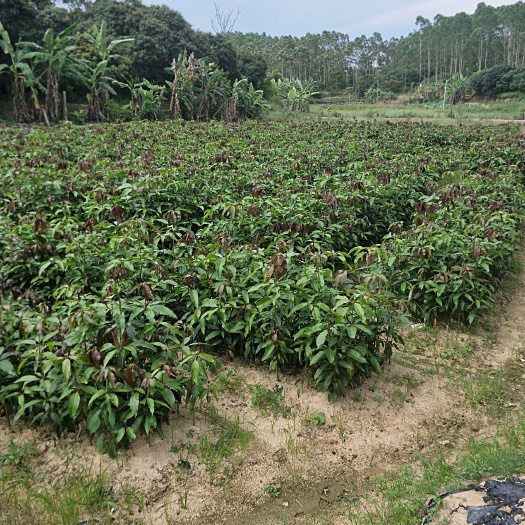 灵山县台农一号芒果苗 