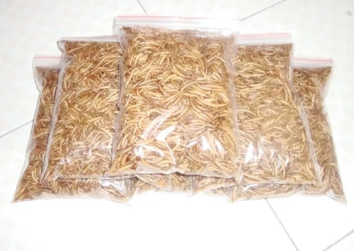 唐县黄粉虫