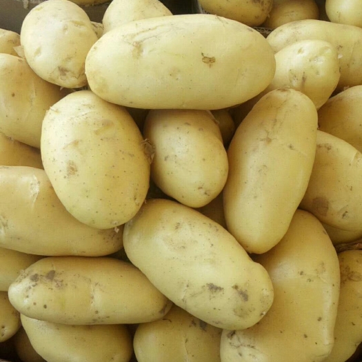 郯城县精品荷兰土豆，货源充足，保质保量，