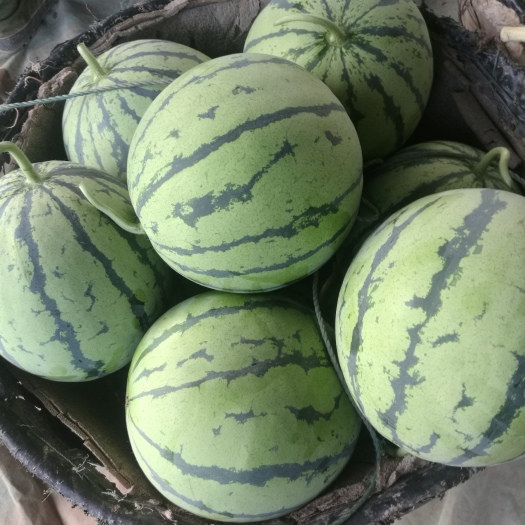 岳阳麒麟西瓜（岳阳市君山区同义果蔬种植专业合作社）。