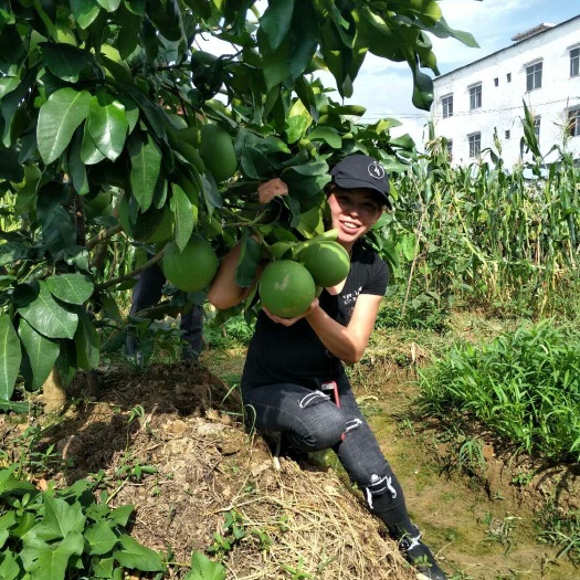 三红蜜柚苗  正品嫁接苗 易成活 耐寒品种 皮薄肉厚 售后免
