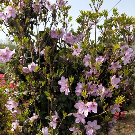 随县马缨杜鹃 马银花 2.0~2.5米