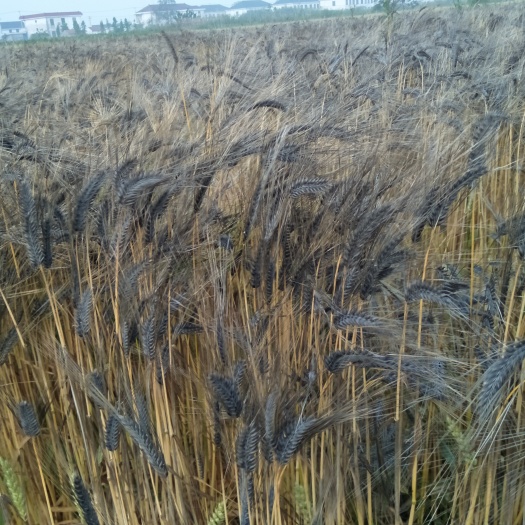 黑麦