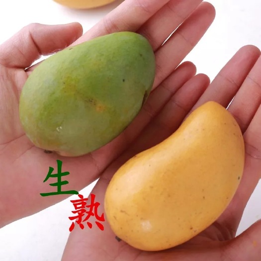 田东县台农芒 4两以上