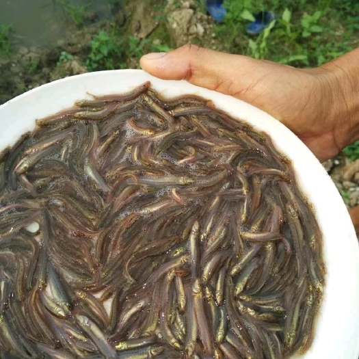 眉山泥鳅苗