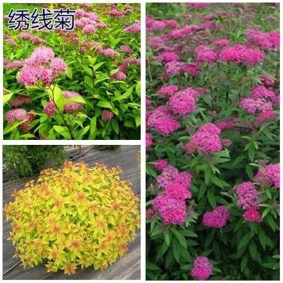 沭阳县金叶绣线菊