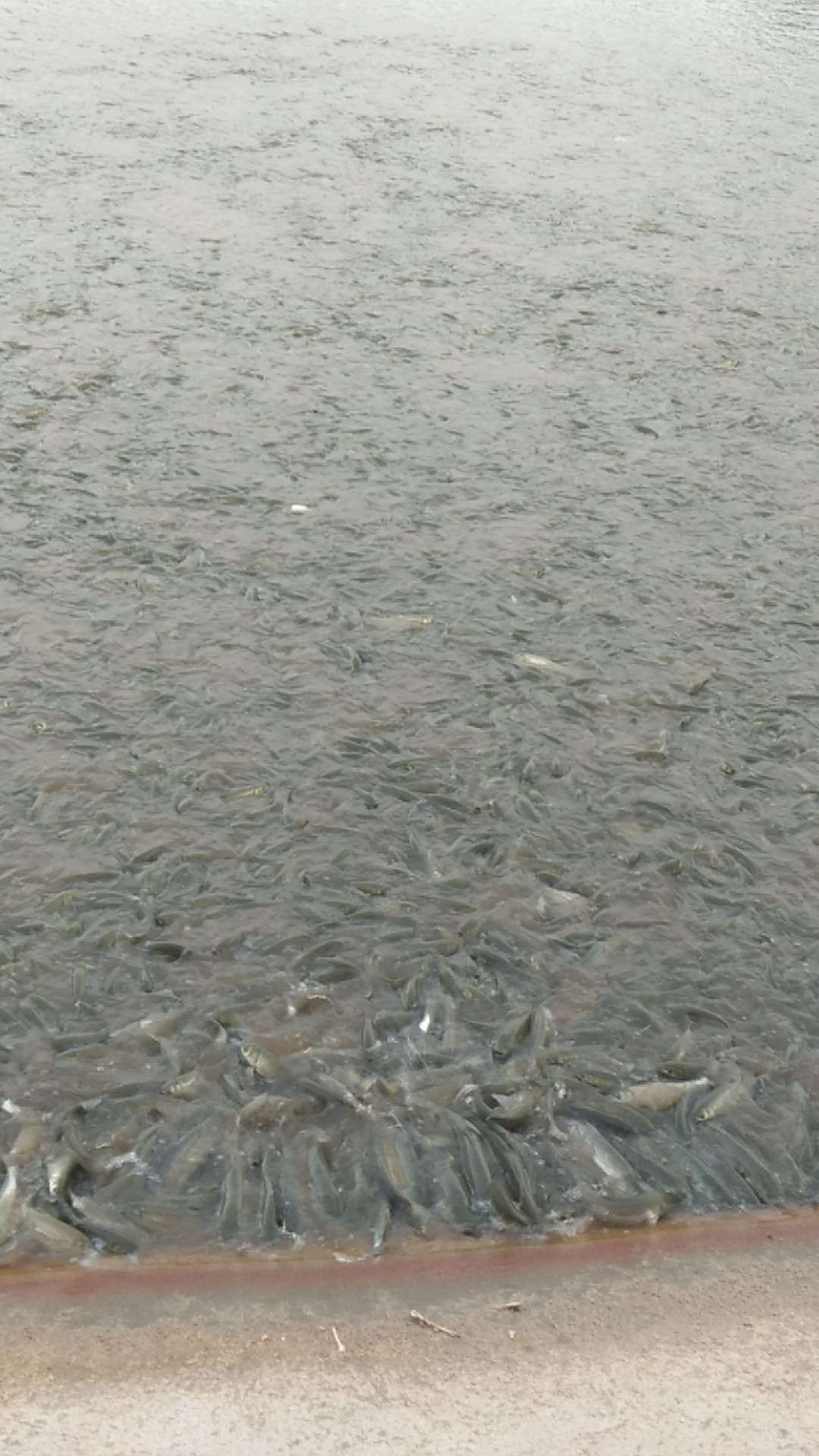 水库草鱼  天然水库养殖，规格均匀，肉质细腻，无论是苗种和食用都是不错的