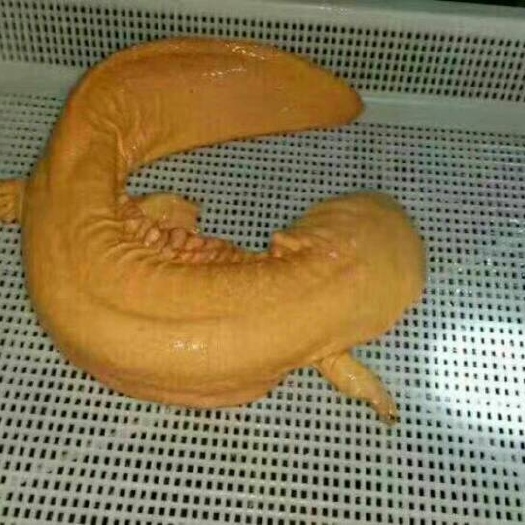 张家界狗鱼 