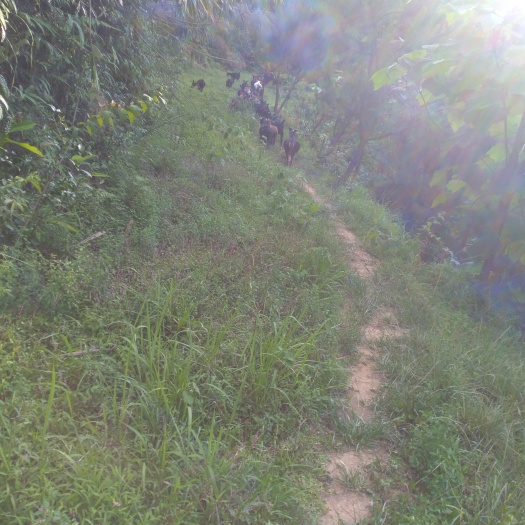 岑溪市黑山羊 30-50斤 