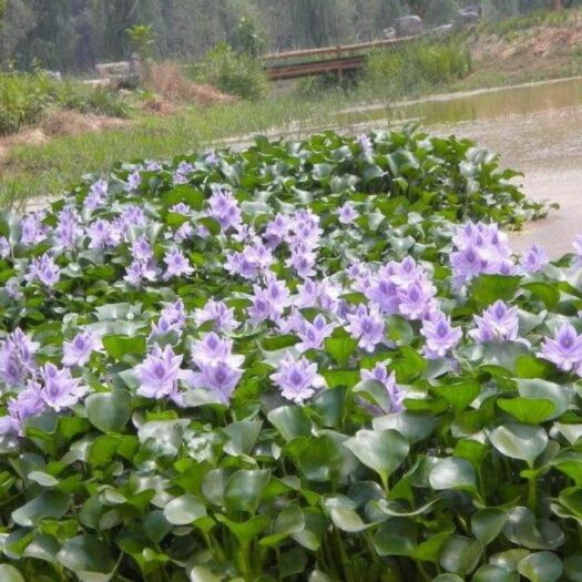 郯城县水葫芦