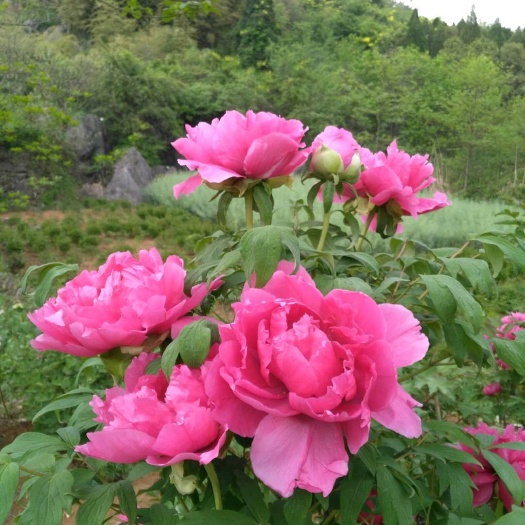 菏泽观赏牡丹 20cm以上 18~20cm 0.5米以下 
