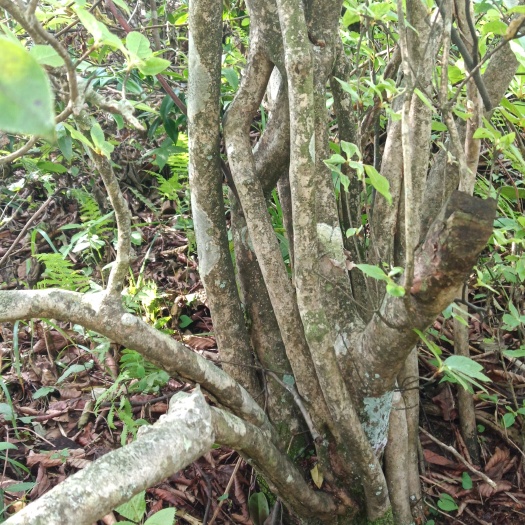 剑河县高山杜鹃 1~1.5米