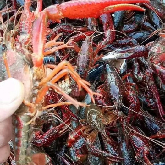 潜江市小龙虾苗