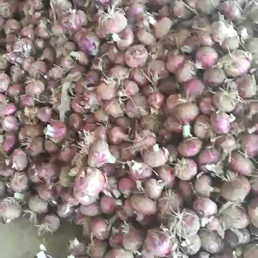 定州市紫皮洋葱 9cm以上