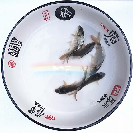 广州鲤鱼苗