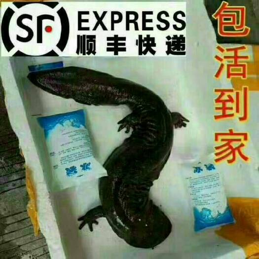 张家界狗鱼 