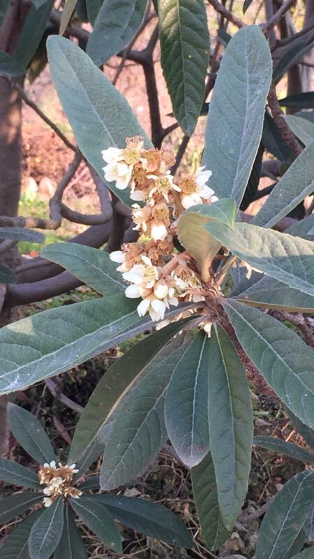 枇杷蜜  润肺