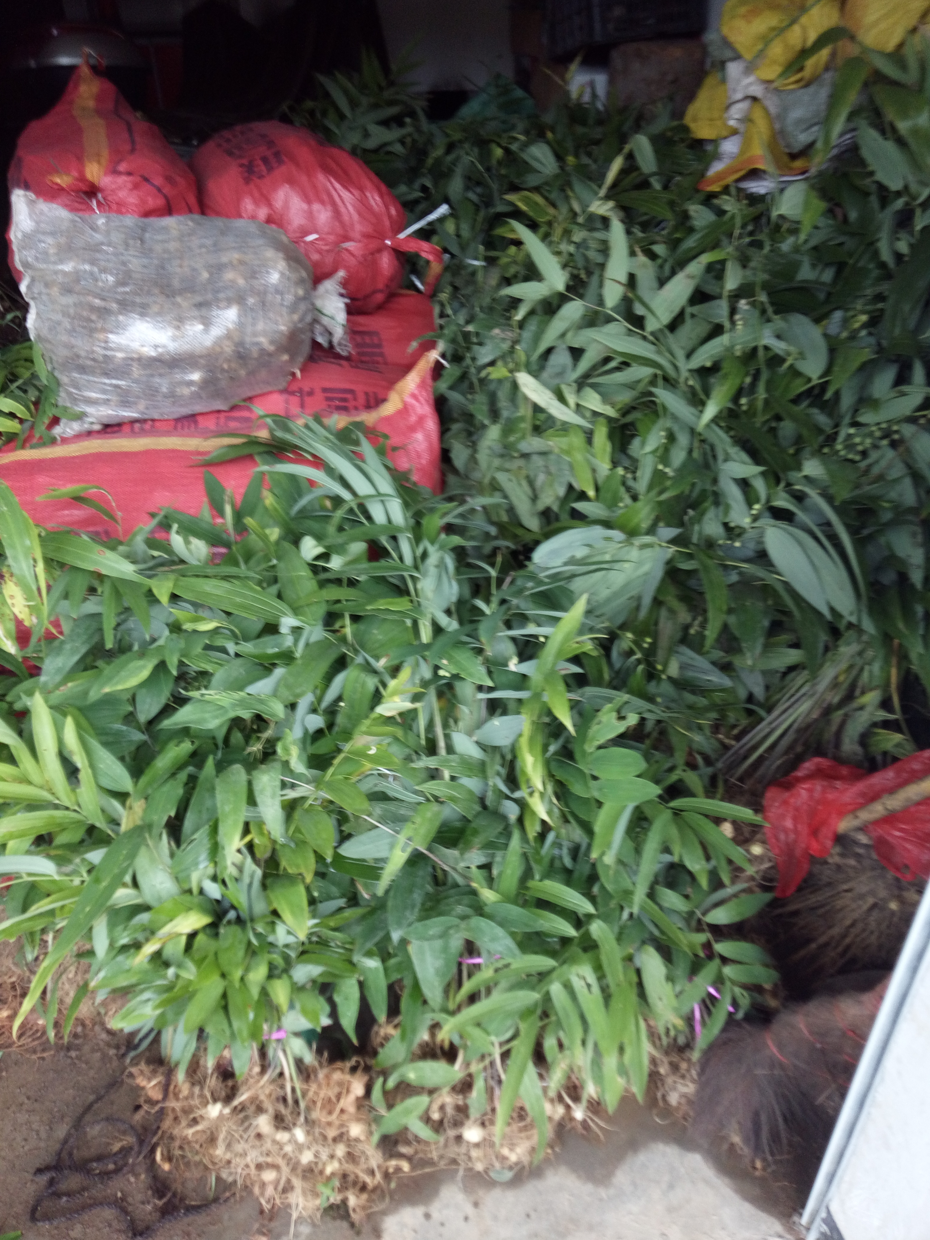 黄精种苗  姜型多花甜入药典品种