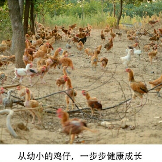余干县 正宗农村土鸡蛋，品质有保证，不是土鸡蛋我死，假一陪百