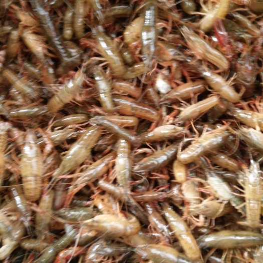 重庆市青虾 包百分之九十的成活率