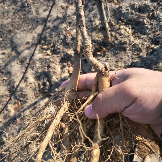 菏泽油牡丹种苗