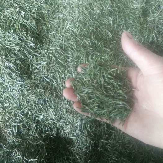 湄潭县茶青 散装 一级 