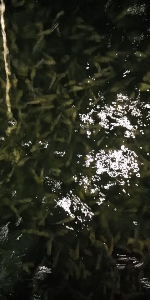 昆明黄金鲫鱼苗 支持送货上门，货到付款量大从优，四川，云南，贵州，湖南，广西