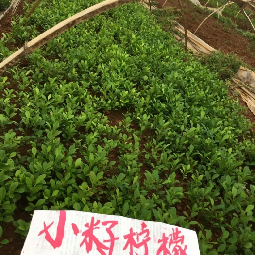 阳朔县柠檬实生苗