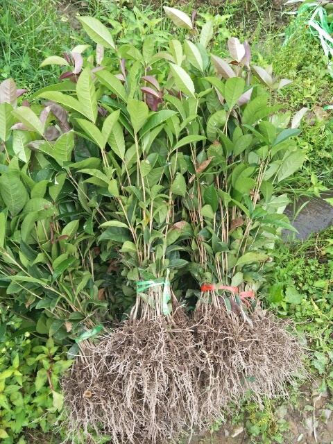 阳朔县桂花树