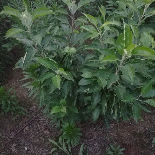 平邑县苹果1号苗 1~1.5米