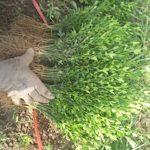阳朔县枳壳药材嫁接苗