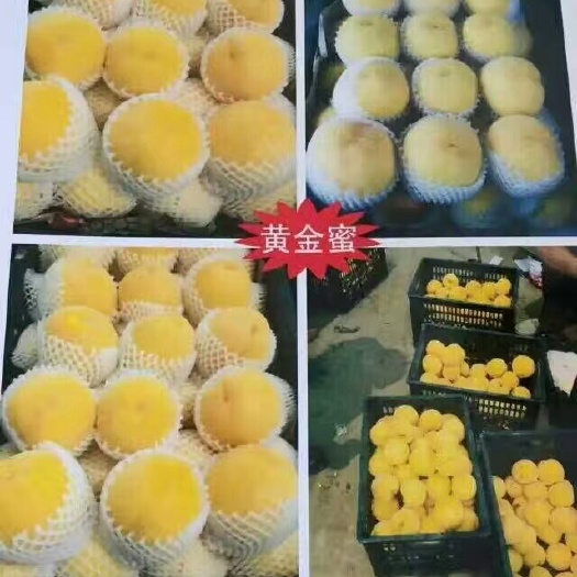 徐州黄金蜜桃 70mm以上 4-5两 