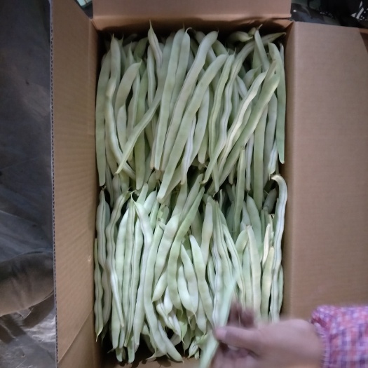北镇市白条豆角 20cm以上 不打冷 