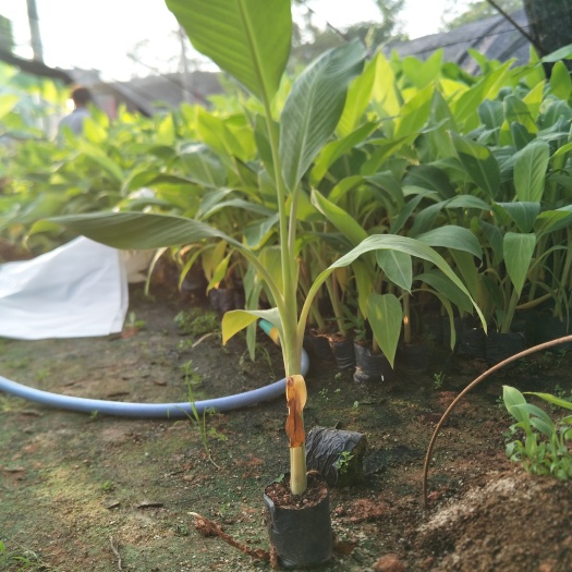 灵山县红蕉苗 