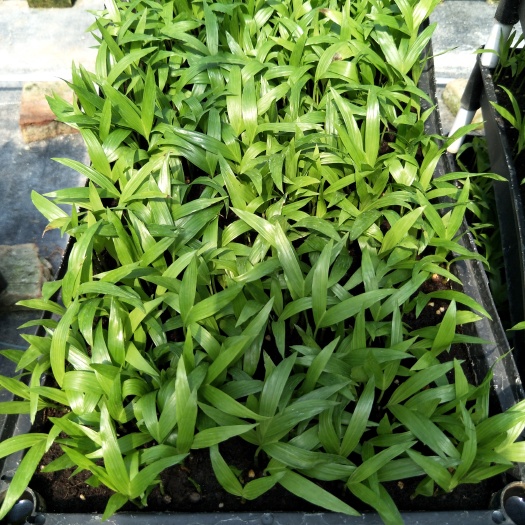 富贵椰子  苗四季常青耐寒室内花卉观叶盆栽