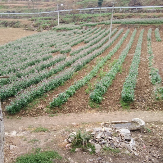 建始县 湖北贝母已产新可以开挖了，品质好