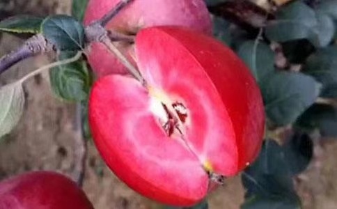 泰安红肉苹果树苗 1.5~2米