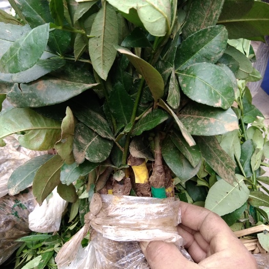 永善县永青一号