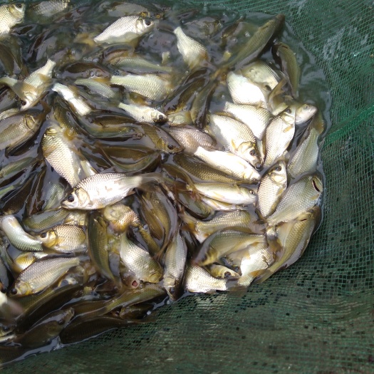 自贡黄金鲫鱼苗 黄金鲫长势快，抗病能力强