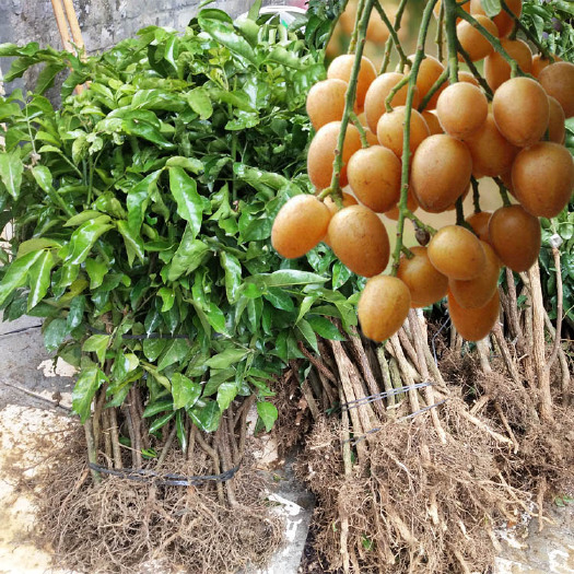 灵山县黑黄皮果苗
