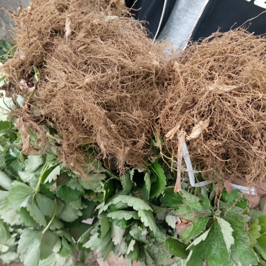泰安丰香草莓苗 地栽苗 10~20公分 